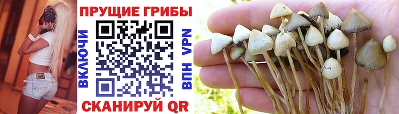 Псилоцибиновые грибы Psilocybe  Тайшет 