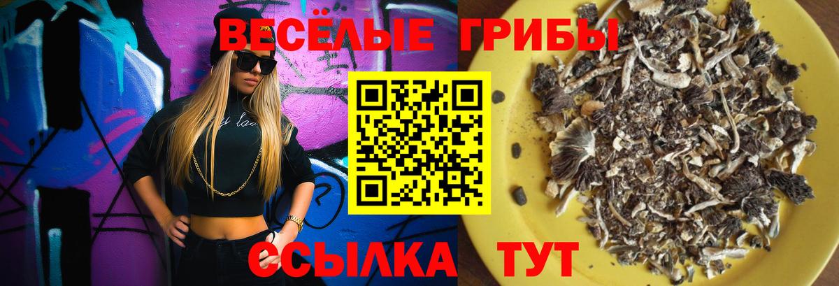 Тайшет  Галлюциногенные грибы GOLDEN TEACHER  Вход с VPN  Галлюциногенные грибы прущие грибы 